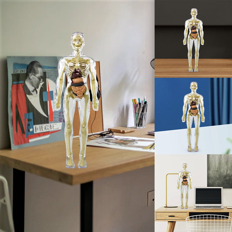 Model 3D tułowia ludzkiego ciała dla dzieci, model anatomiczny szkieletu