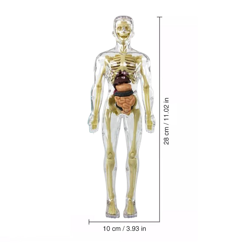 Model 3D tułowia ludzkiego ciała dla dzieci, model anatomiczny szkieletu